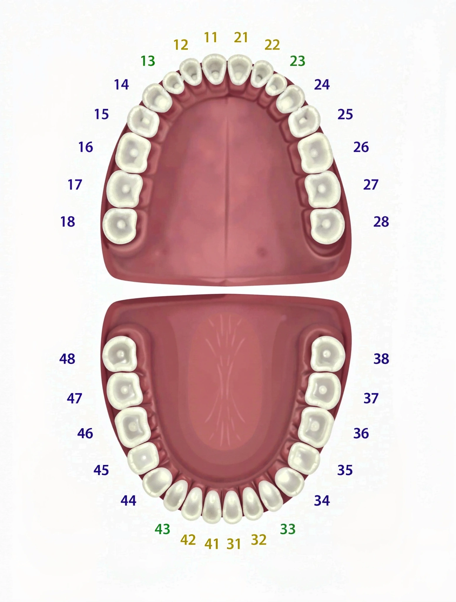 Odontogramme dentaire